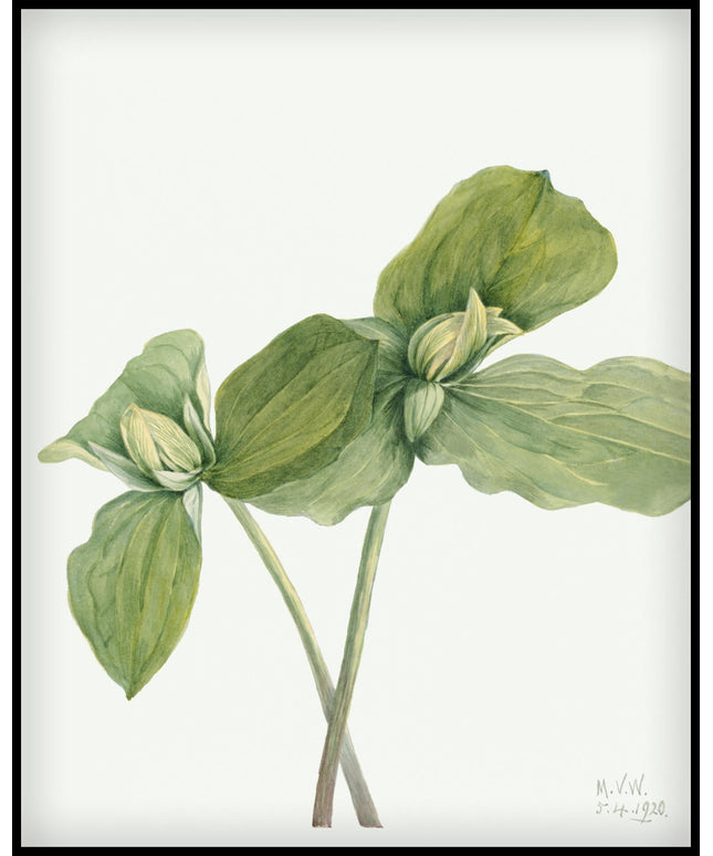 Mary Vaux Walcott Poster