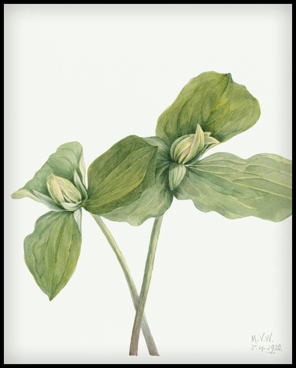 Mary Vaux Walcott Poster