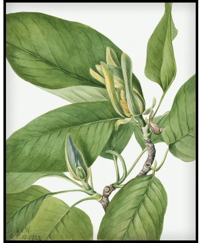 Mary Vaux Walcott Poster