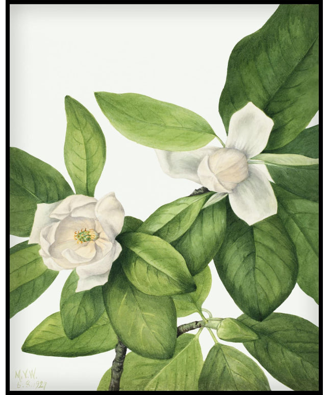 Mary Vaux Walcott Poster