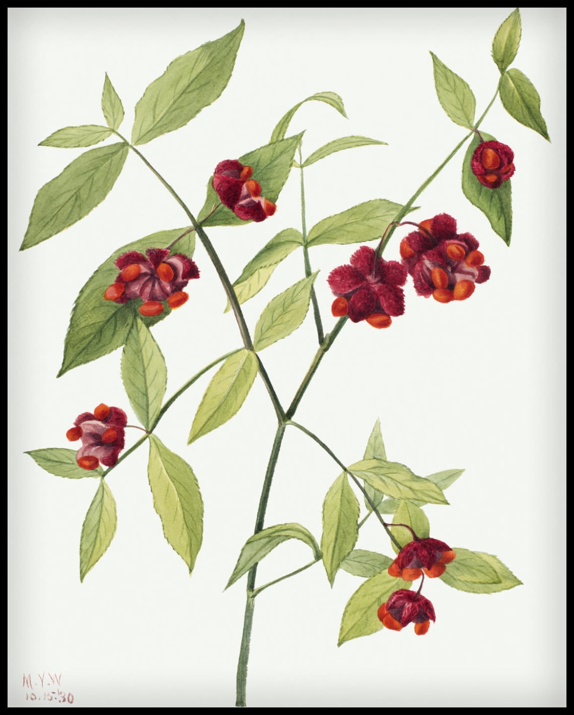 Mary Vaux Walcott Poster
