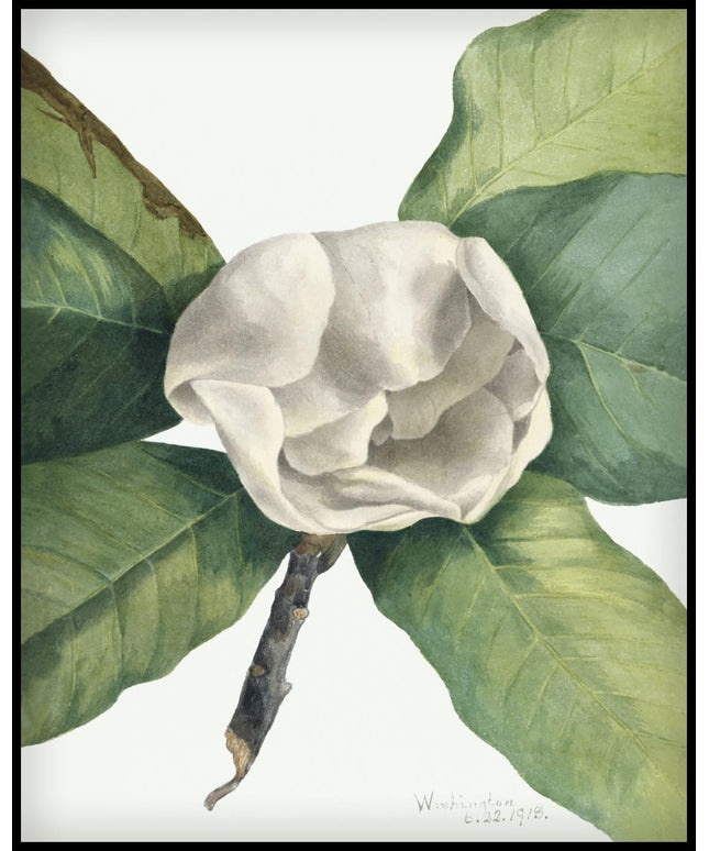 Mary Vaux Walcott Poster