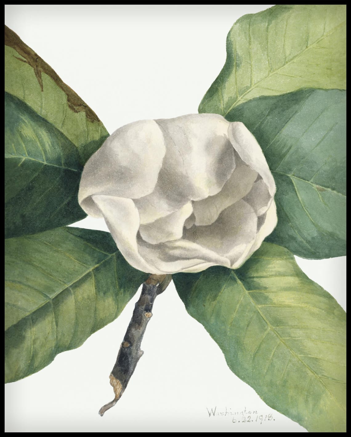 Mary Vaux Walcott Poster