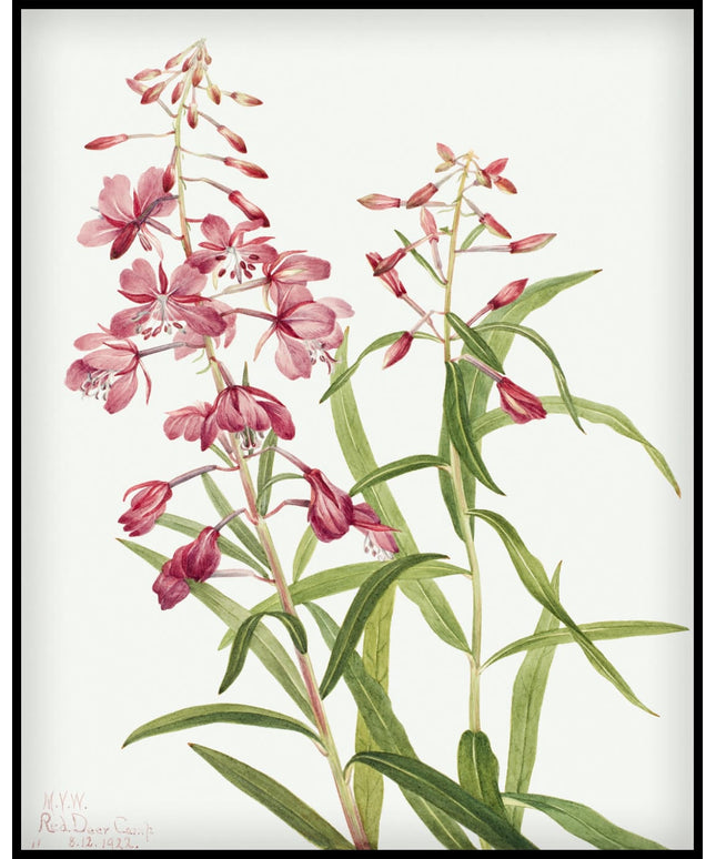 Mary Vaux Walcott Poster