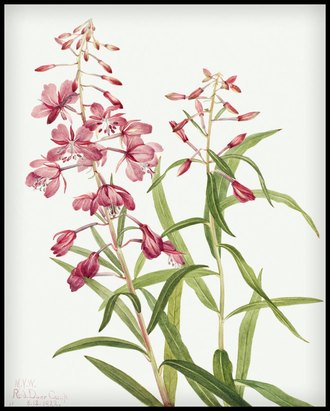 Mary Vaux Walcott Poster