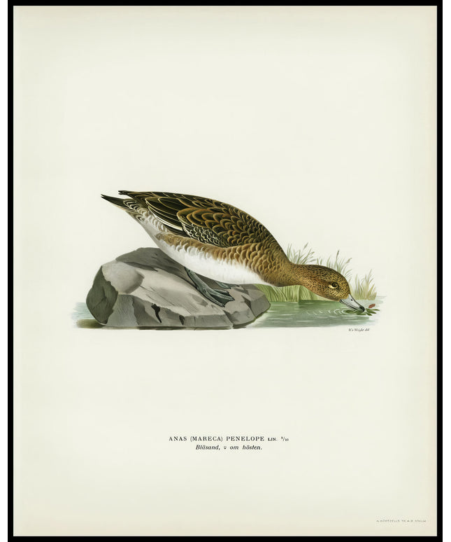 Mereca Penelope Poster