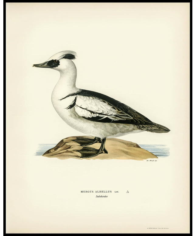 Mergellus Albellus Poster