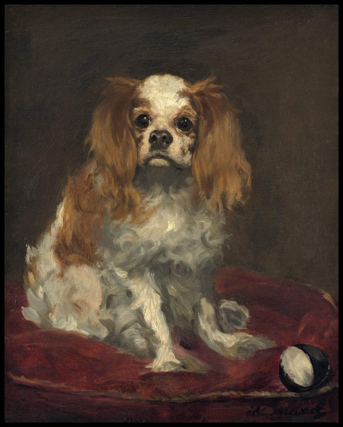 Épagneul King Charles
