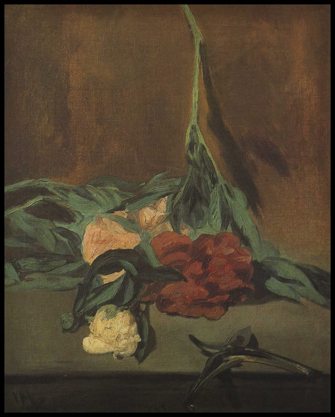 Tige de pivoine et sécateur