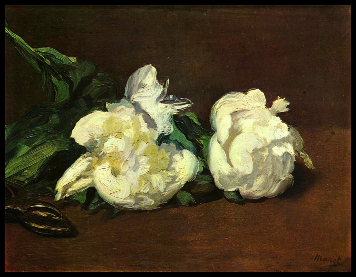 Pivoines blanches