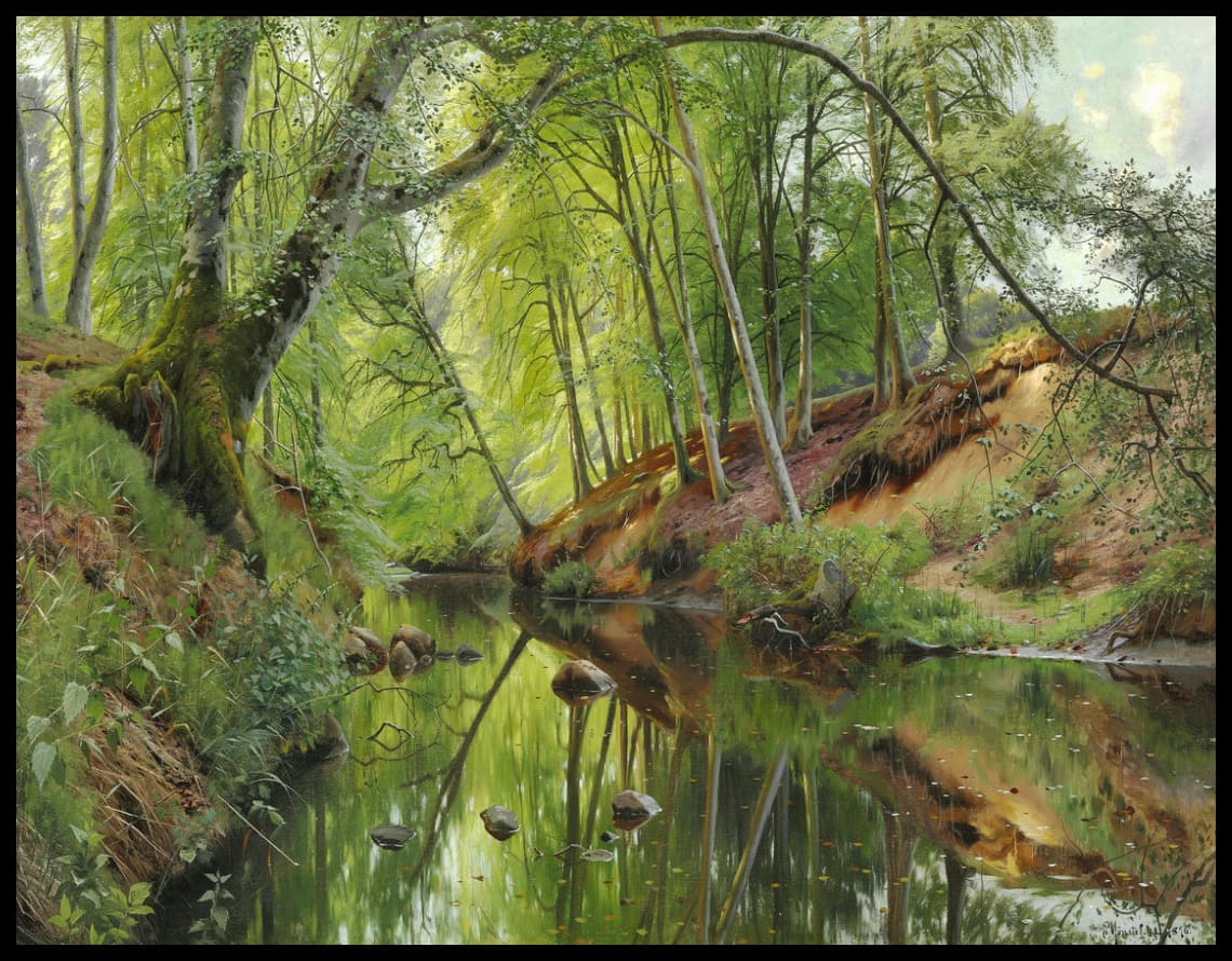 Reflection of a beech tree in a stream