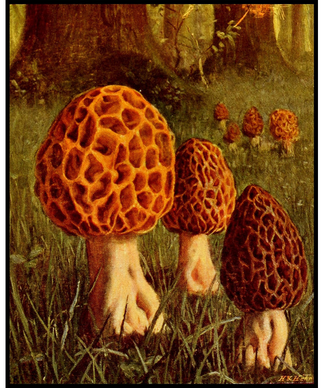 Morchella Esculenta