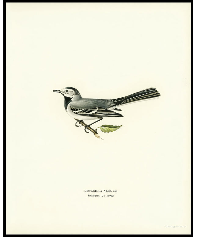 Motacilla Alba Poster