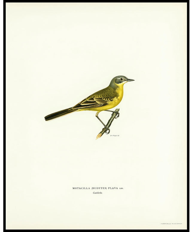 Motacilla Flava Poster