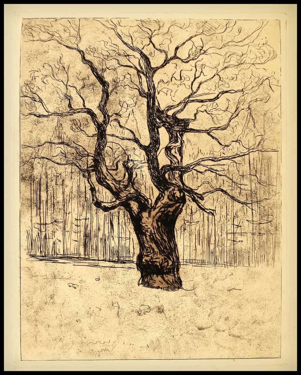 Le chêne