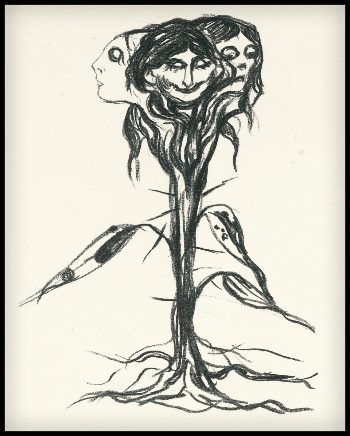 Vignette : Amaryllis