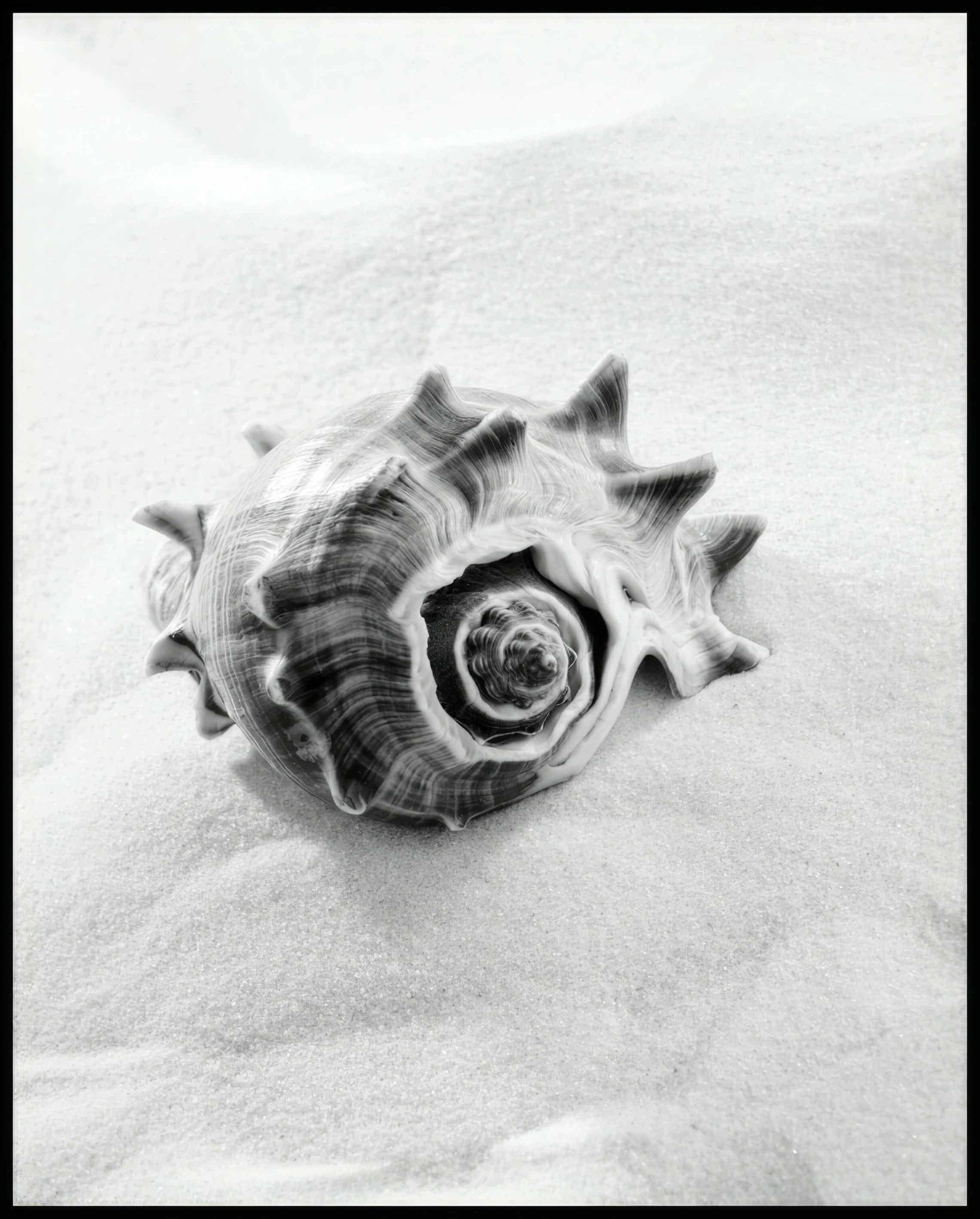 Ein Poster von einer großen Muschel auf feinem weißen Sand.