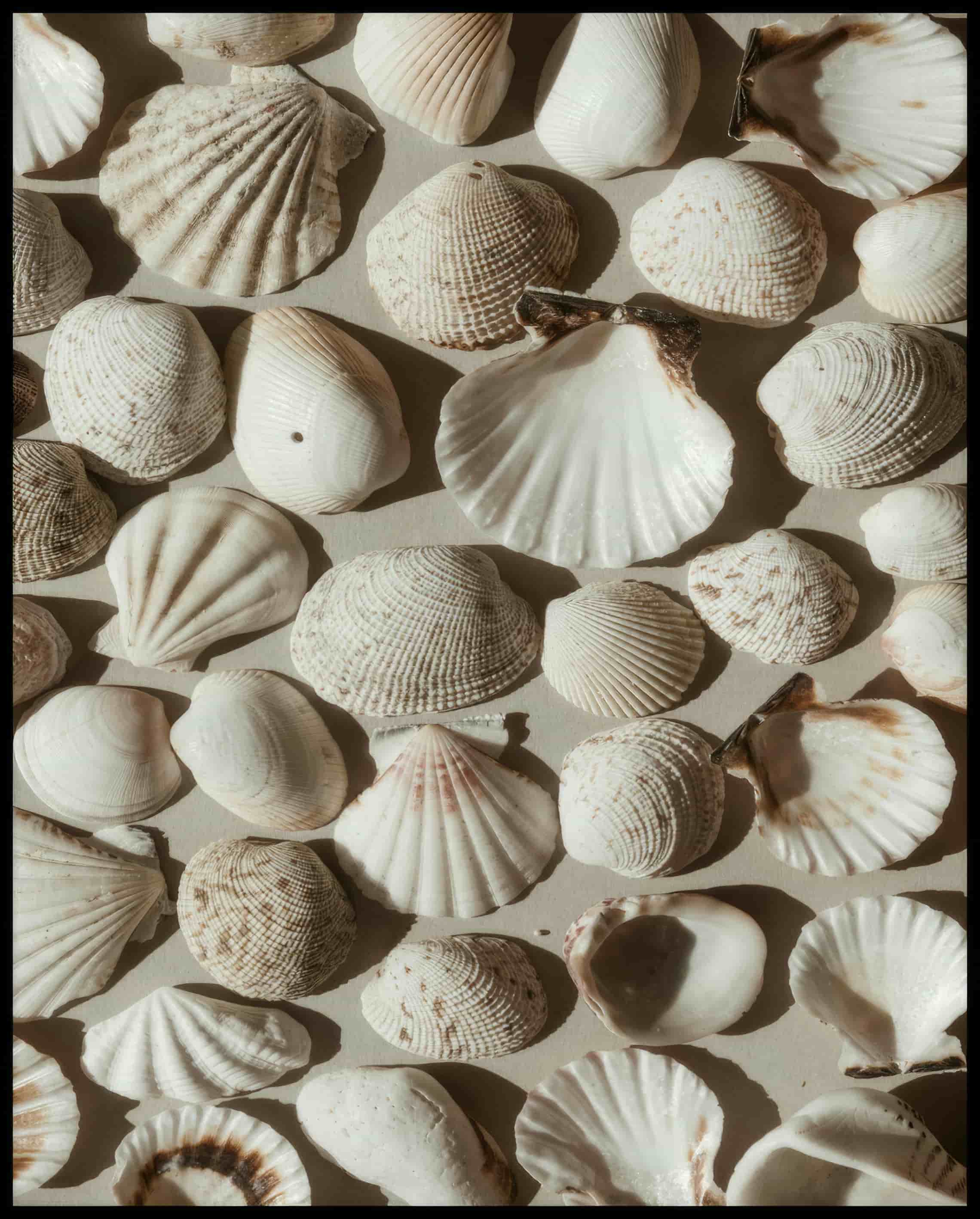 Ein Poster von mehreren weißen Muscheln auf beigefarbenen Untergrund.