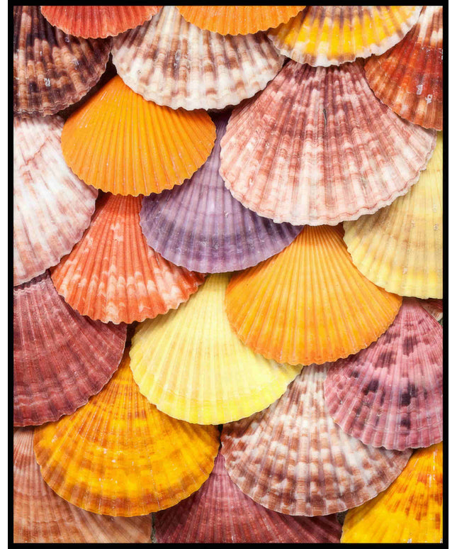 Ein Poster einer Nahaufnahme von bunten Muscheln die nebeneinander und übereinander angeordnet sind.