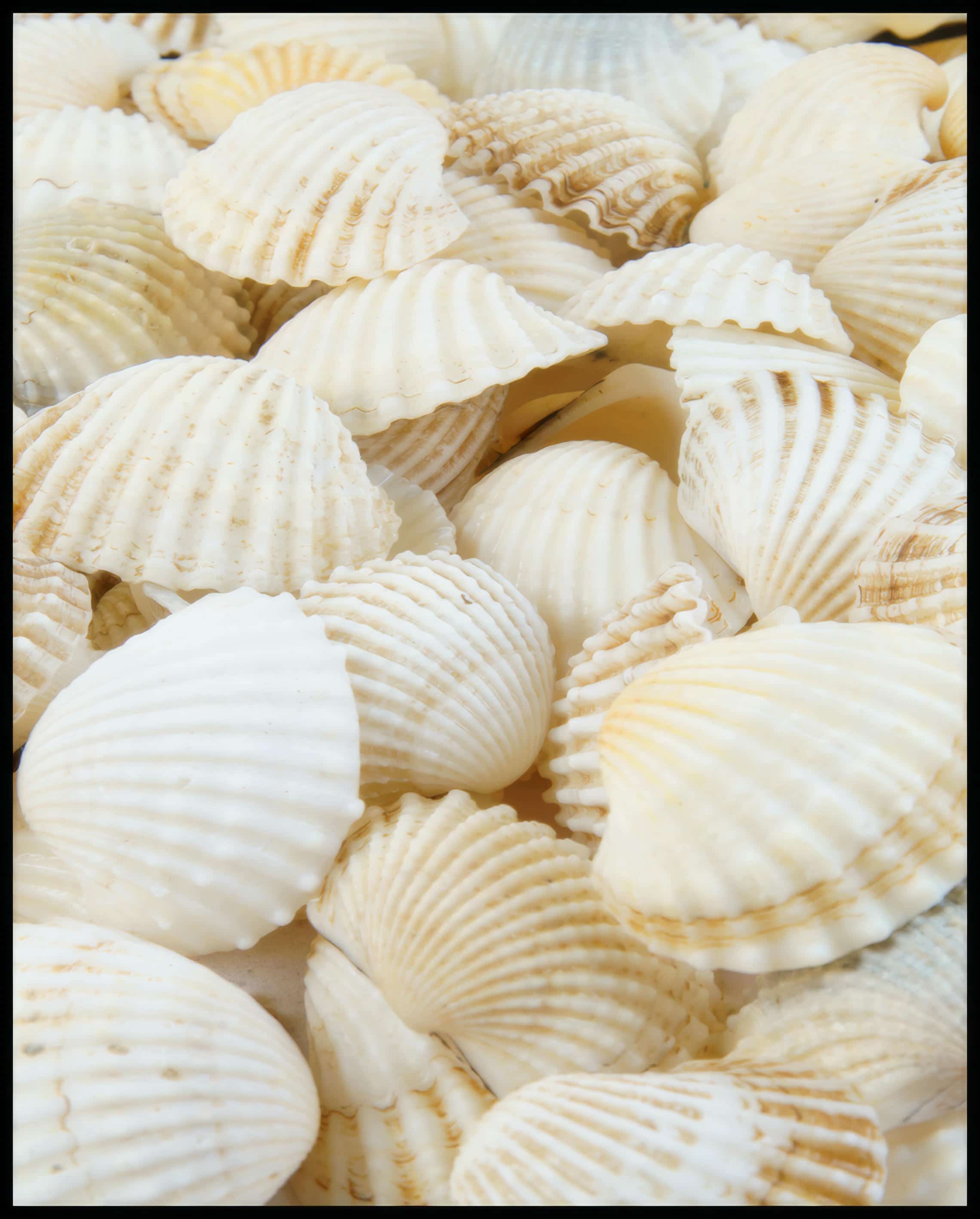 Ein Poster von weißen Muscheln.