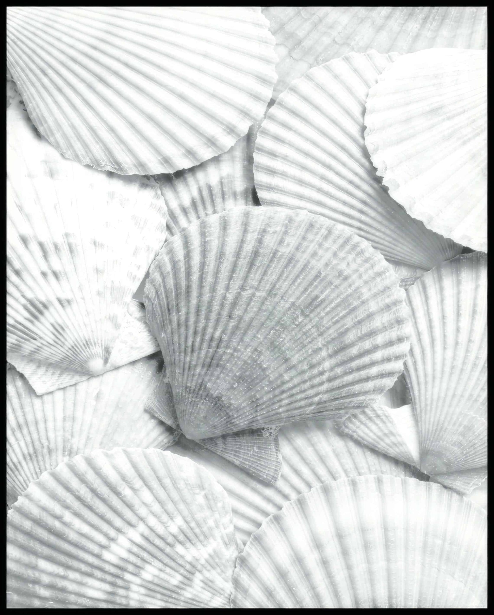 Ein Poster von mehreren weißen Muschelschalen, die dicht beieinander liegen und eine strukturierte Oberfläche bilden.