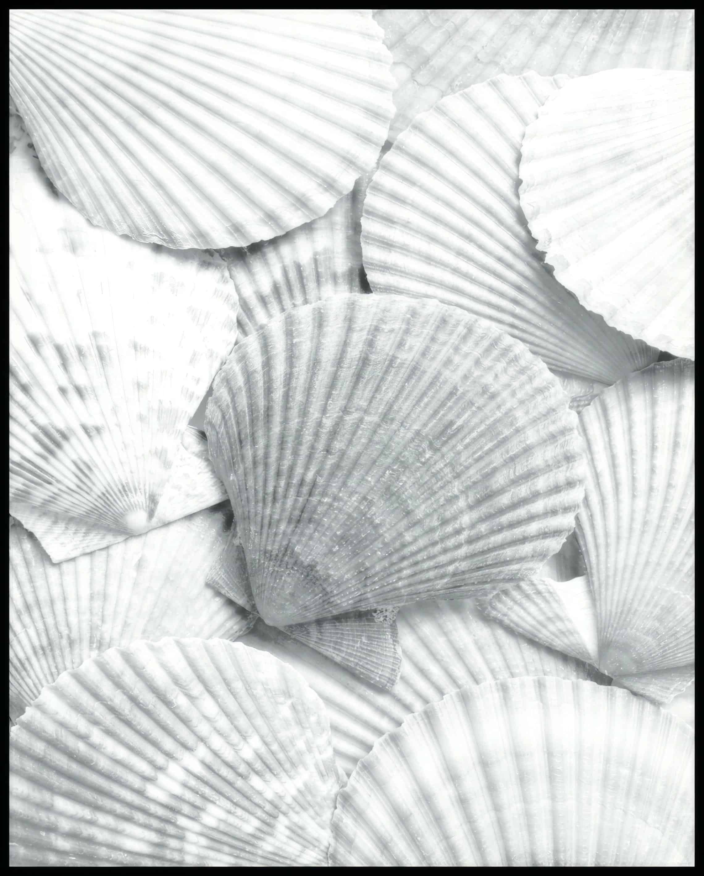 Ein Poster von mehreren weißen Muschelschalen, die dicht beieinander liegen und eine strukturierte Oberfläche bilden.