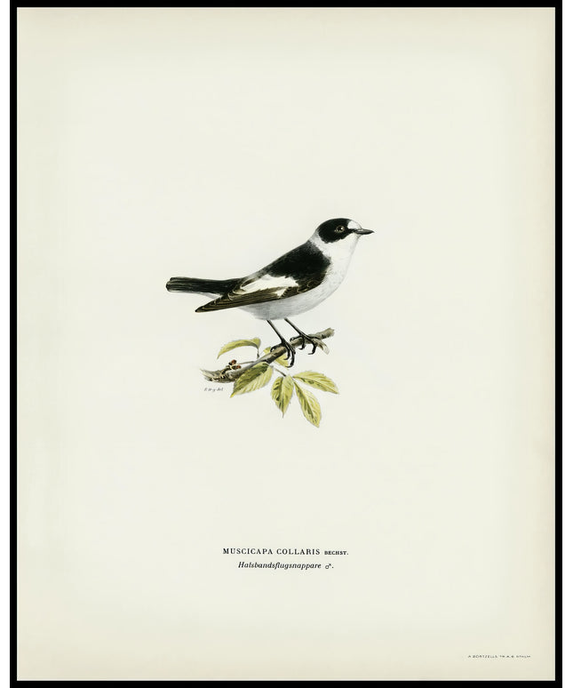 Muscicapa Collaris Poster