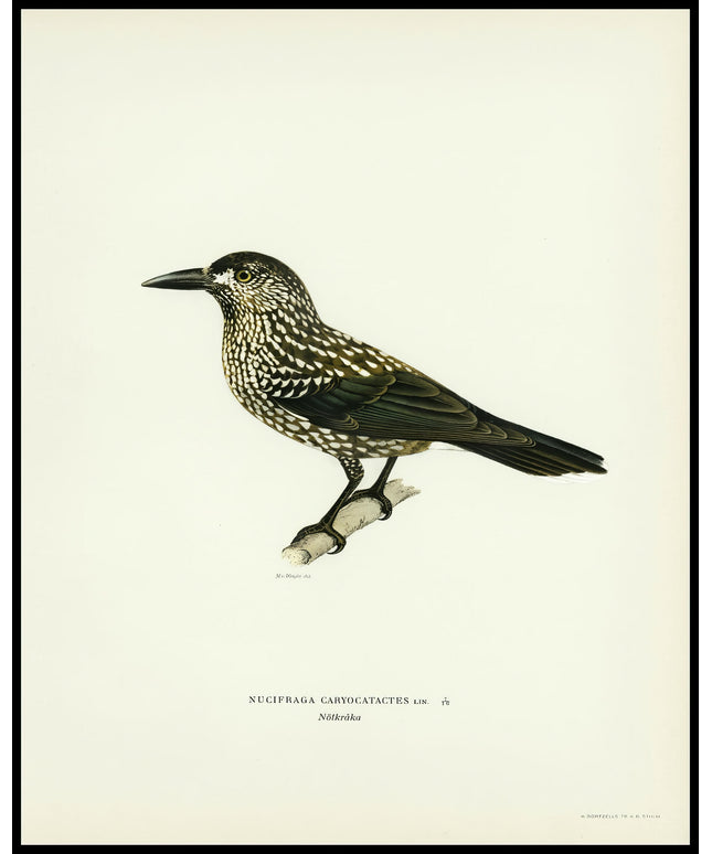 Nucifraga Caryocatactes Poster