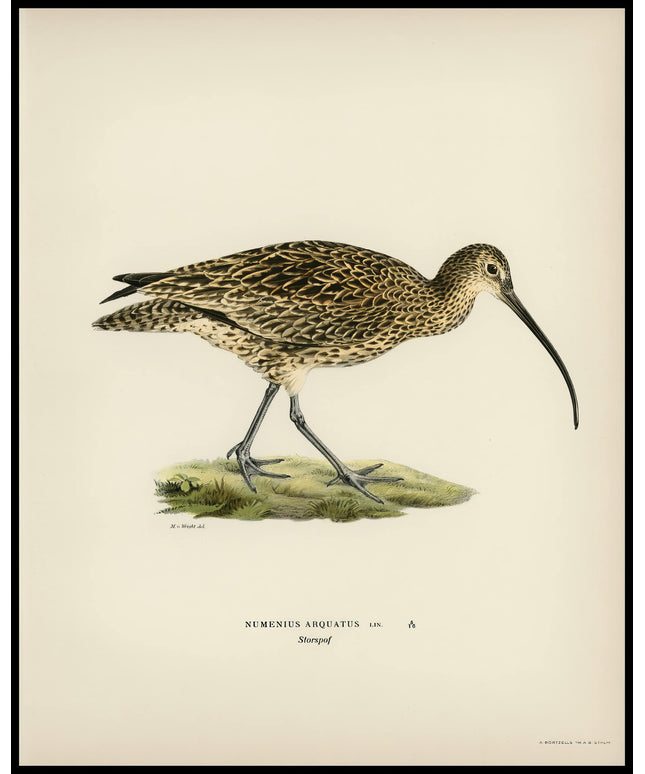 Numenius Arquatus Poster