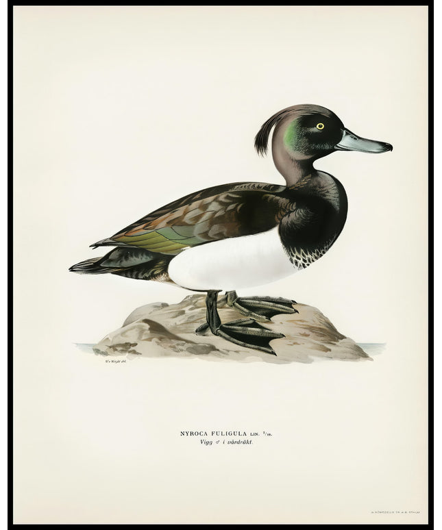 Nyroca Fuligule Poster