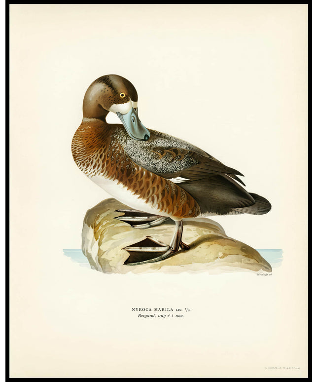 Nyroca Marila Poster