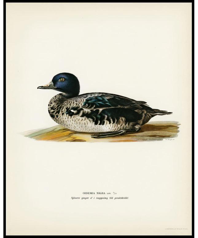 Oidemia Nigra Poster