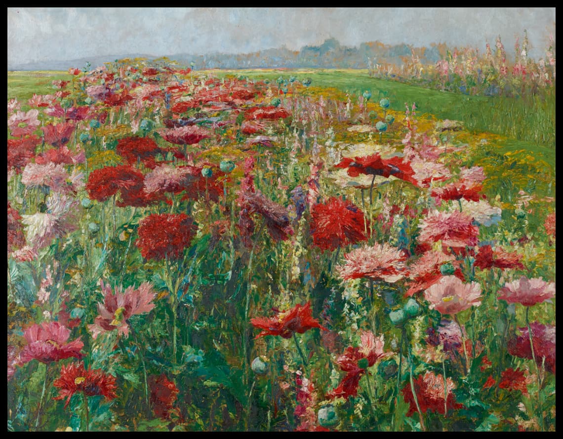 Blühender Mohn