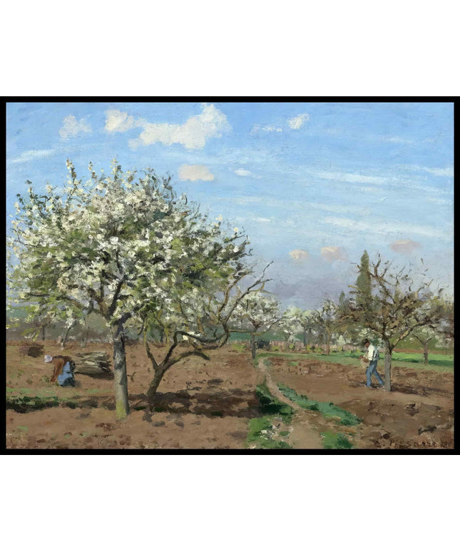 Orchard In Bloom