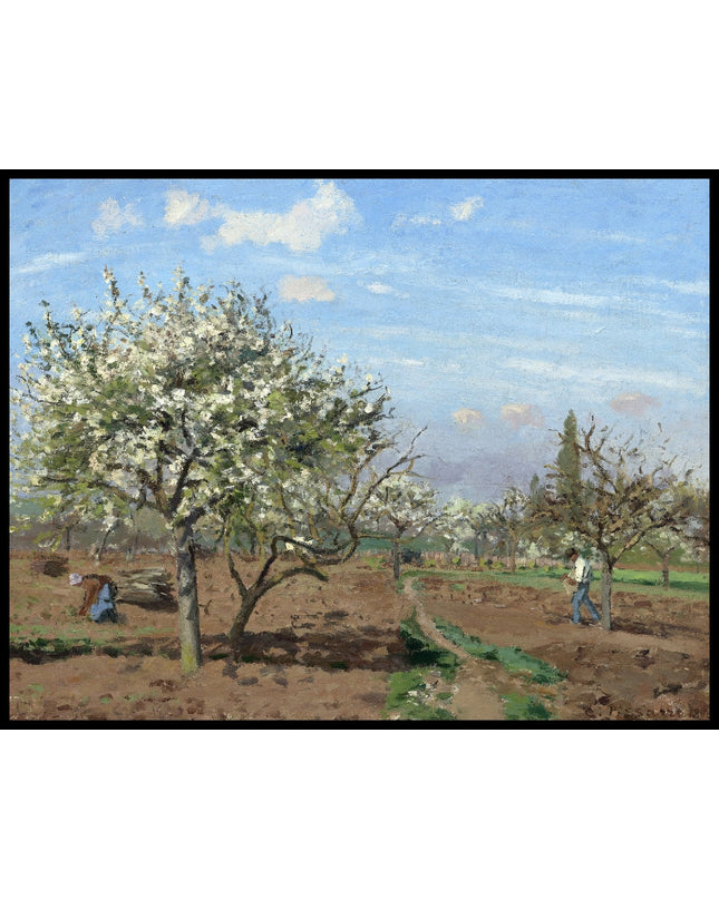 Orchard In Bloom