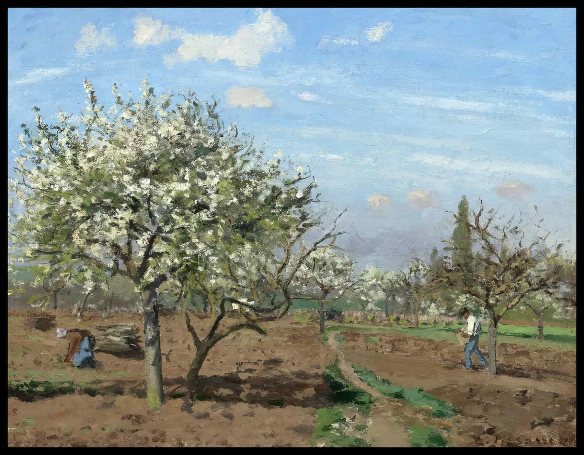 Orchard In Bloom