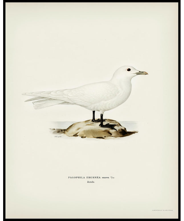 Pagophila Eburnea Poster