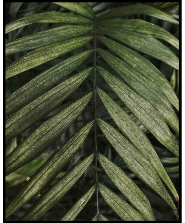 Ein Poster einer Nahaufnahme von einem feinen, grünen Palmenblatt.