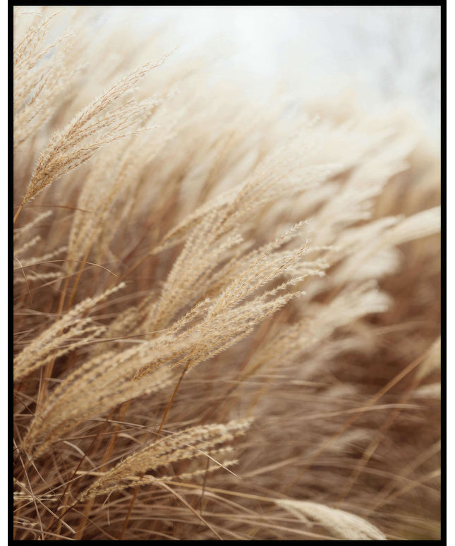 Ein Poster von Pampasgras im Wind.