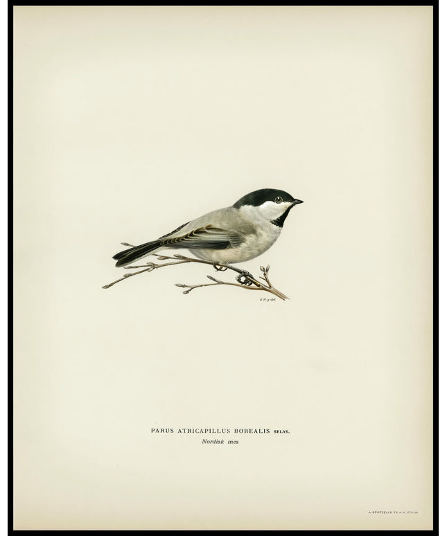 Parus Atricapillus Poster