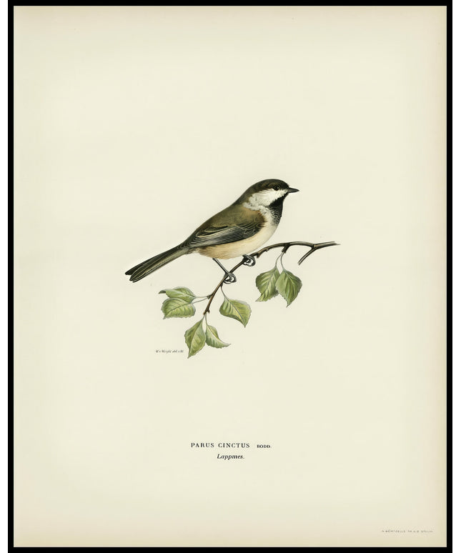 Parus Cinctus Poster