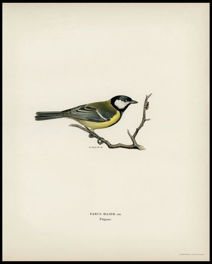 Parus Major Poster