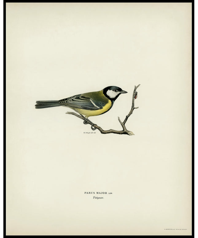 Parus Major Poster