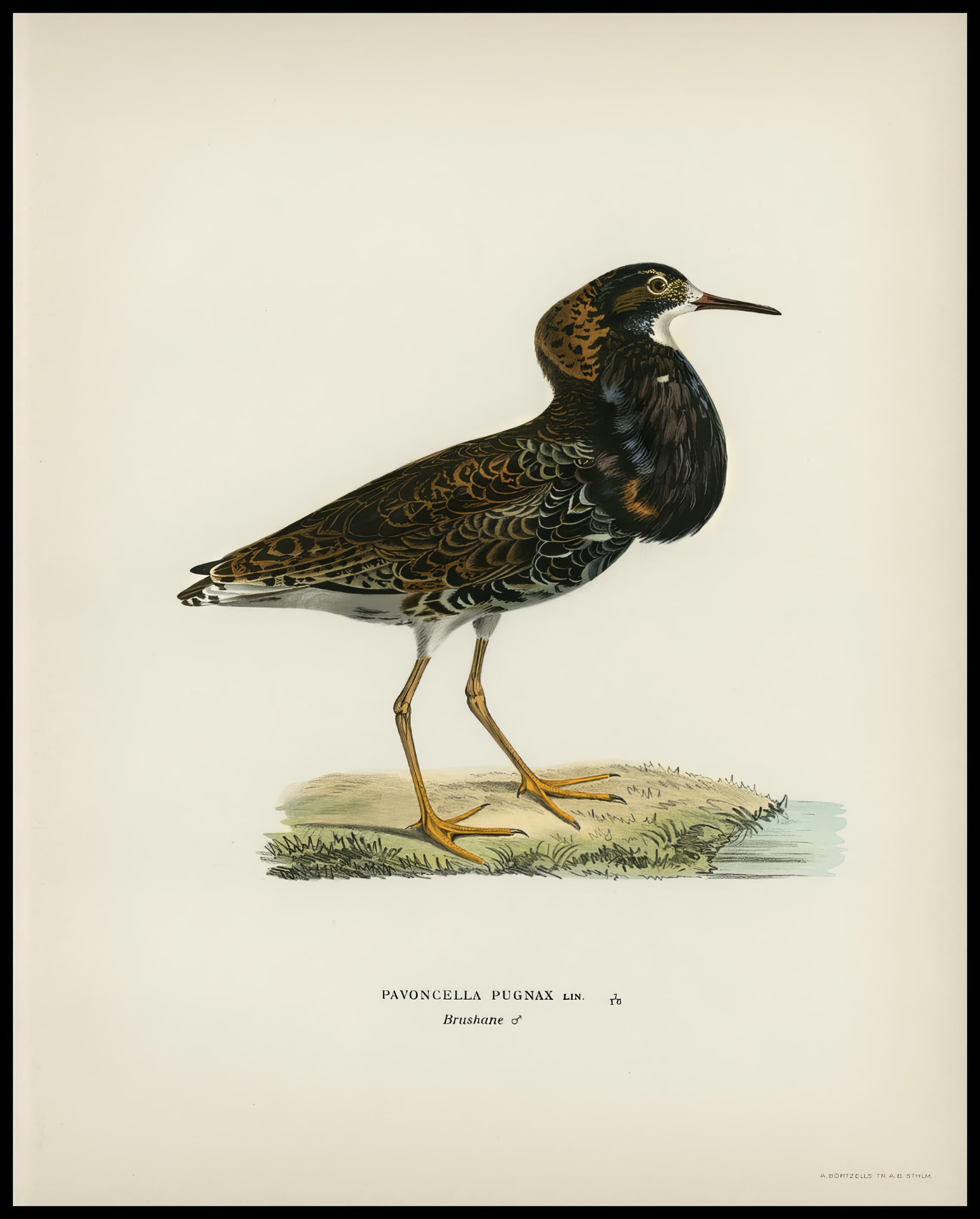 Pavoncella Pugnaxr Poster