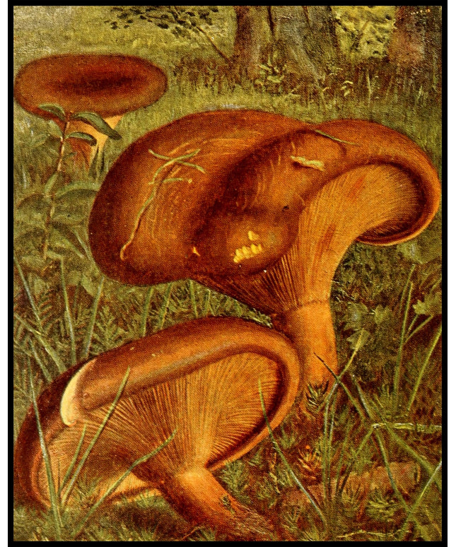 Paxillus Involutus