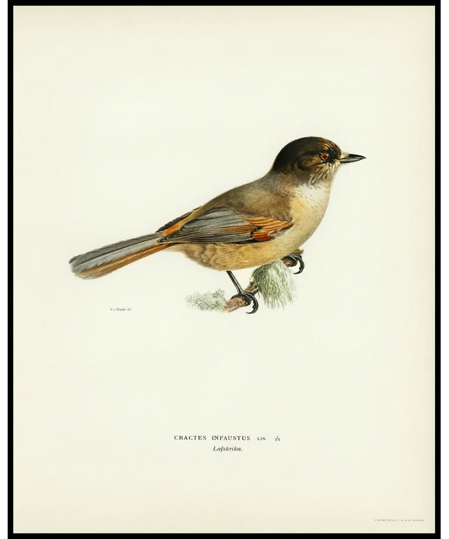 Perisoreus Infaustus Poster