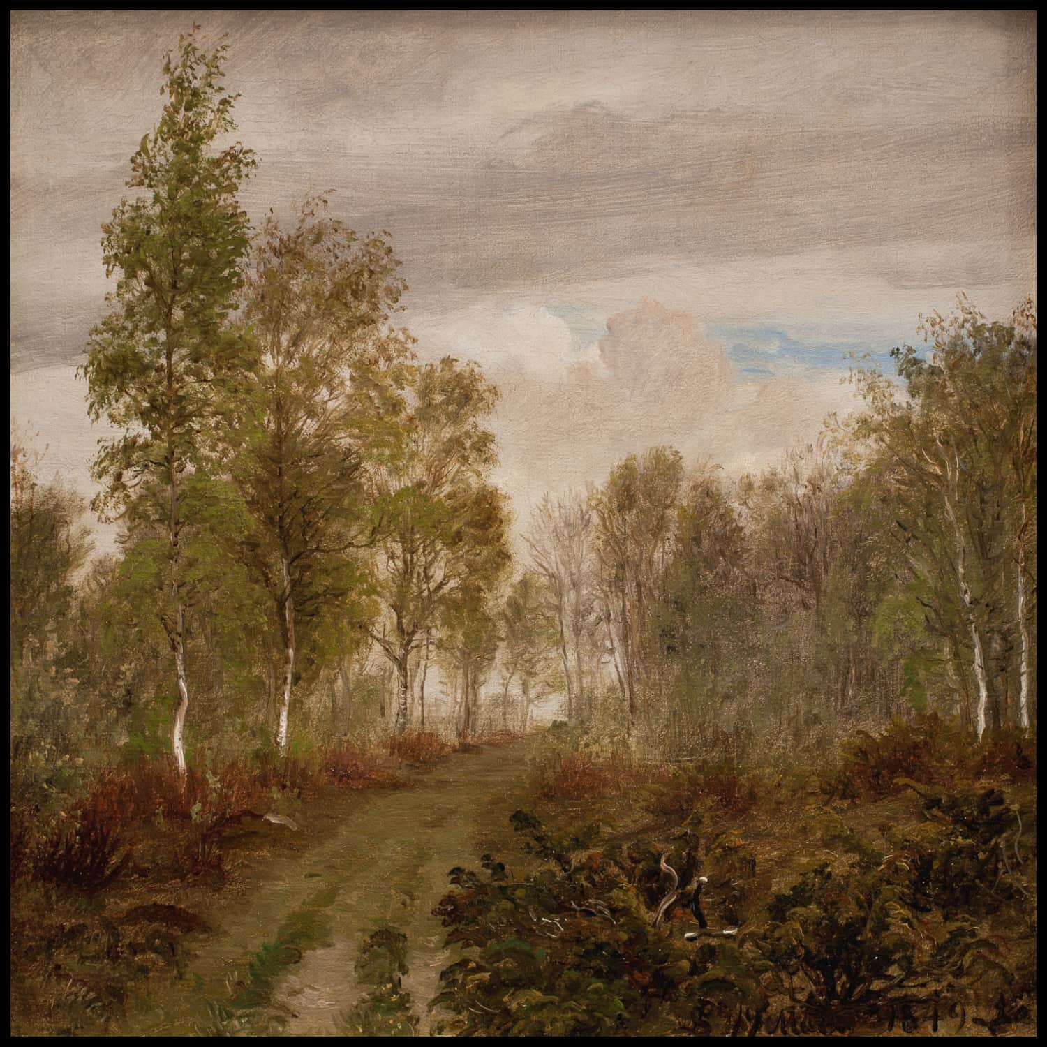 Birch trees on Læsø after rain