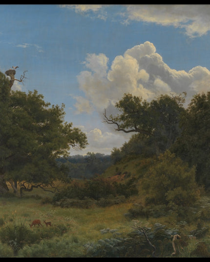 Oak Trees in Nordskoven near Jægerspris, Zealand