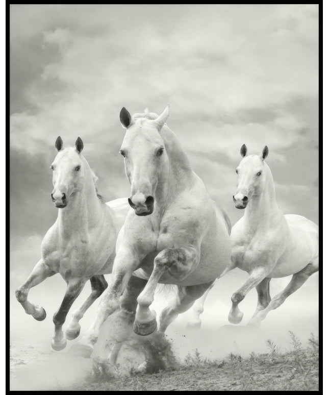 Ein Poster von drei weißen Pferden, die nebeneinander im Galopp durch eine staubige Landschaft rennen.