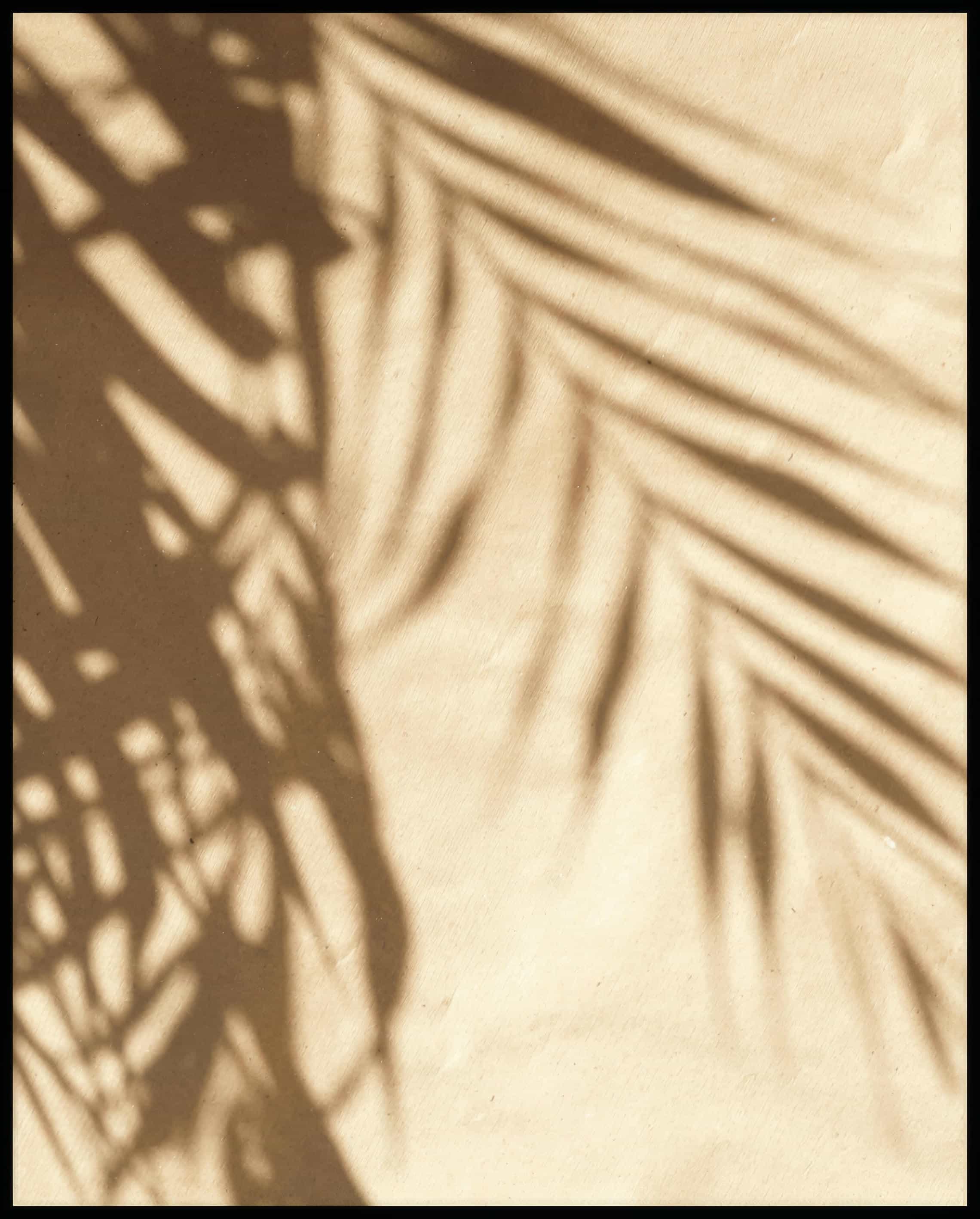 Ein Poster vom Schatten einzelner Palmenblätter auf einer beigefarbenen Häuserfassade.